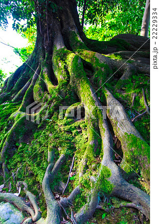 新緑の兼六園 新緑の兼六園 22229334