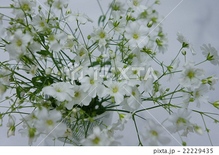 カスミソウ 22229435