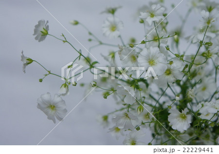 カスミソウ 22229441