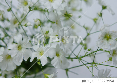 カスミソウ 22229458