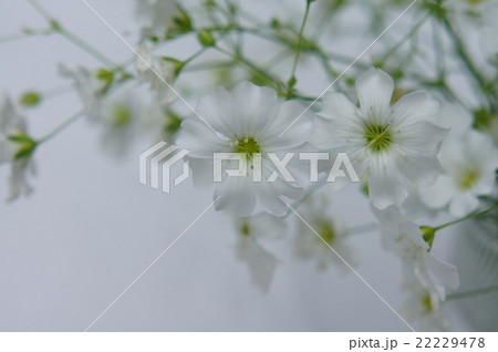 カスミソウ 22229478