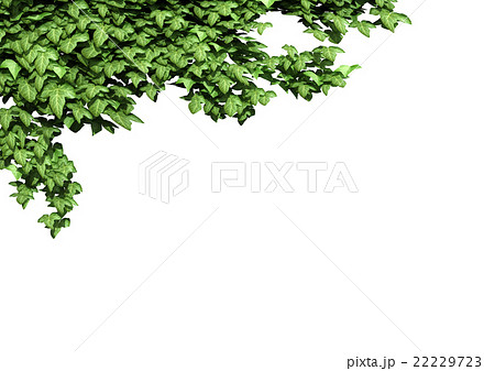 Ivy Frame Stock Illustration