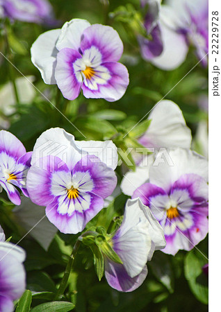 パンジー・ビオラ 22229728