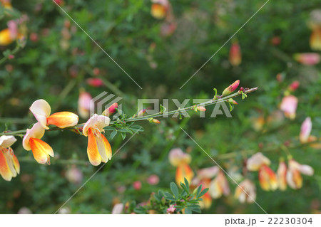 ホオベニエニシダの花 ホオベニエニシダの花 22230304