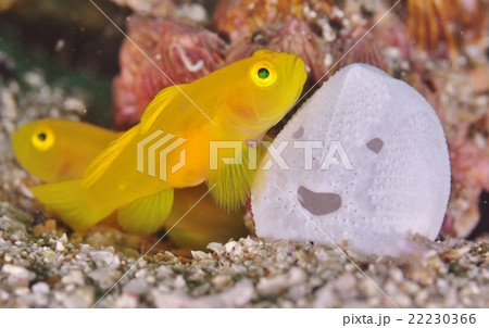 ミジンベニハゼとスマイル 22230366