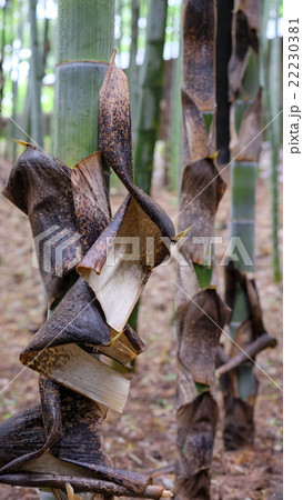 竹林　孟宗竹の皮　 22230381