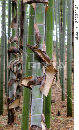 竹林　孟宗竹の皮　 22230382