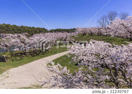 五稜郭公園の満開の桜の花 22230767