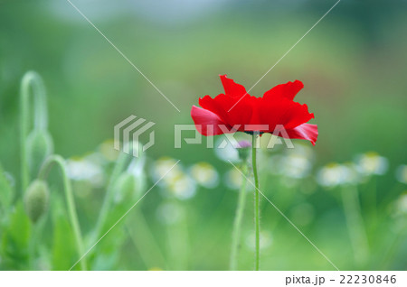 ポピー ポピー 22230846