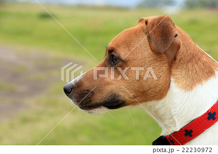 犬 ジャックラッセルテリアの写真素材