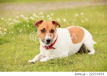 犬 小型犬 テリアの写真素材