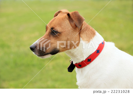 凛々しい小型犬の写真素材