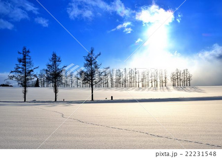 冬の美瑛マイルドセブンの丘 22231548