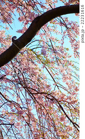 枝垂れ桜 22231616