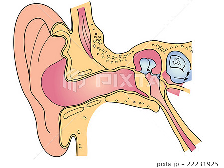 耳の構造 のイラスト素材