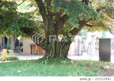 東大の自然・スダジイ 22231942