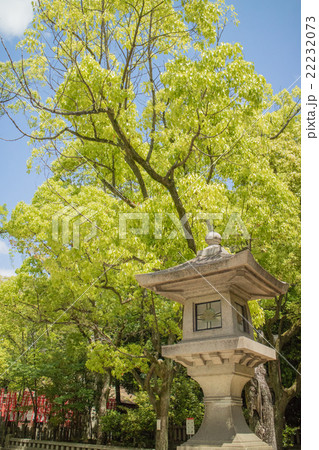 神戸湊川神社の参道から見上げた楠木と灯籠 神戸湊川神社の参道から見上げた楠木と灯籠 22232073