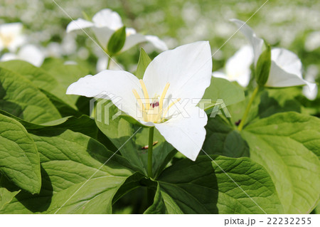 オオバナエンレイソウ 22232255