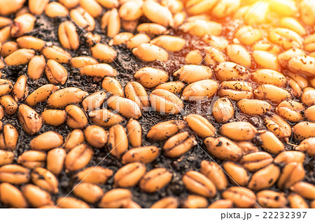 Ripe wheat background 22232397