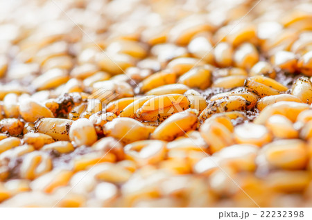 Ripe wheat background 22232398