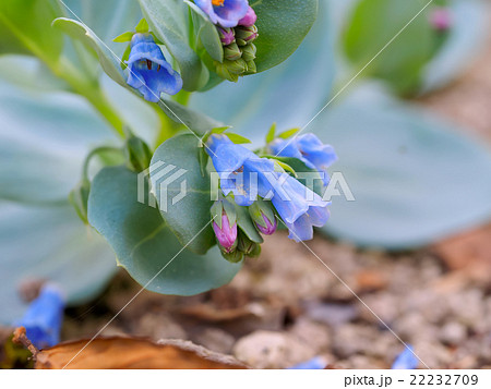 ハマベンケイソウ oysterleaf oysterplant sea bluebells 22232709