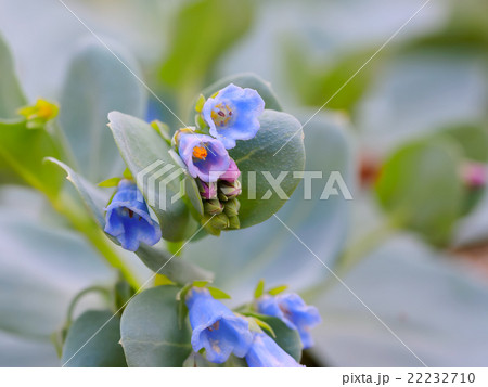 ハマベンケイソウ oysterleaf oysterplant sea bluebells 22232710