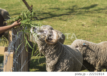 feed goat eating with grass in farm 22232814