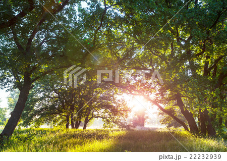 Sunny meadow Sunny meadow 22232939