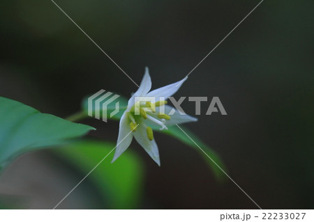 自然　植物　チゴユリ、春から初夏にかけて、雑木林の中で足首ほどの高さにきれいな白い花を咲かせます 22233027