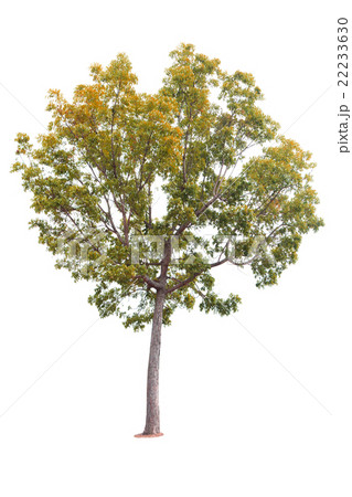 Tree isolated on white background Tree isolated on white background 22233630