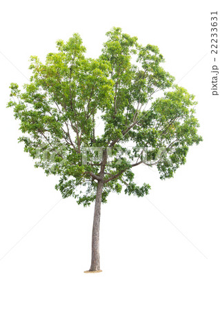 Tree isolated on white background Tree isolated on white background 22233631