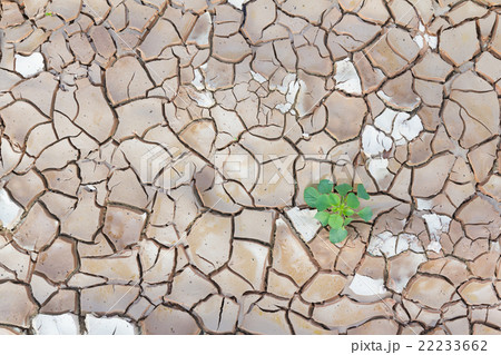 Plant in cracked land 22233662