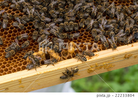 closeup of bees on honeycomb in apiary closeup of bees on honeycomb in apiary 22233804