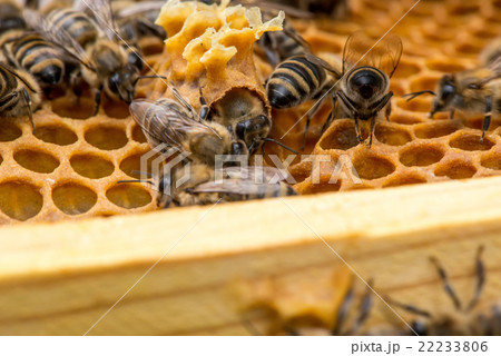 closeup of bees on honeycomb in apiary closeup of bees on honeycomb in apiary 22233806