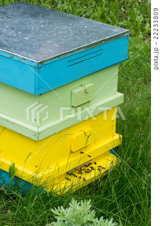 Honey bees swarming and flying around beehive Honey bees swarming and flying around beehive 22233809