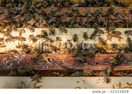 closeup of bees on honeycomb in apiary closeup of bees on honeycomb in apiary 22233828