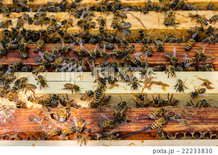 closeup of bees on honeycomb in apiary closeup of bees on honeycomb in apiary 22233830