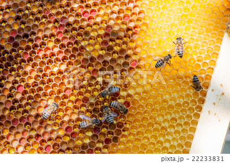closeup of bees on honeycomb in apiary closeup of bees on honeycomb in apiary 22233831