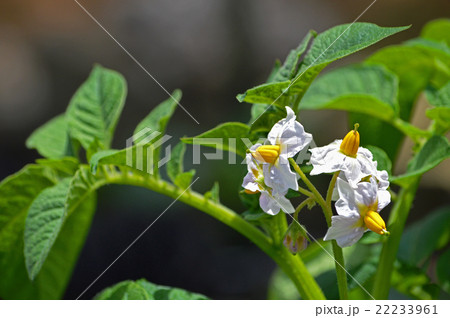 ジャガイモ（キタアカリ）の花 22233961