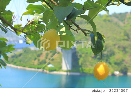 瀬戸内レモン 瀬戸内レモン 22234097