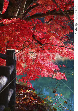 紅葉の五色沼 22234730
