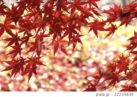 紅葉の五色沼 紅葉の五色沼 22234830