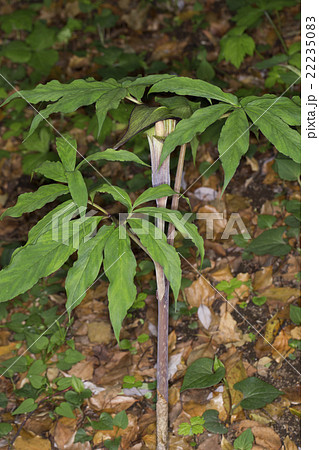 マムシグサ 22235083