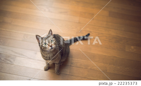 猫 22235373