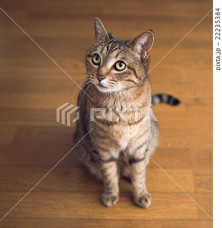 猫 猫 22235384
