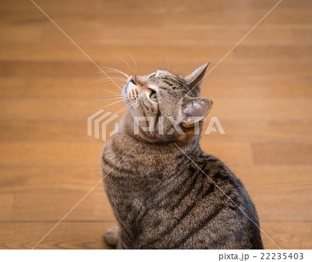 猫 猫 22235403