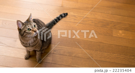 猫 猫 22235404