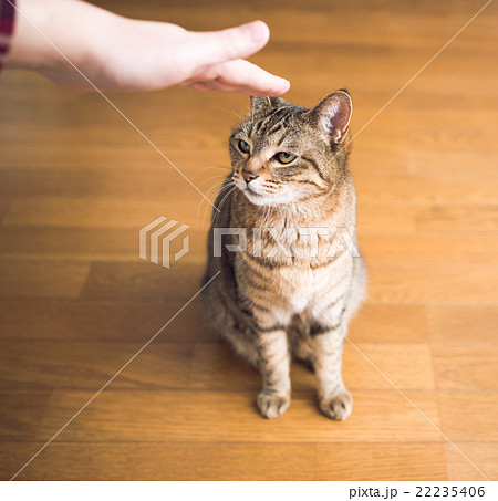 猫 猫 22235406