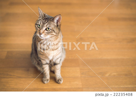 猫 22235408
