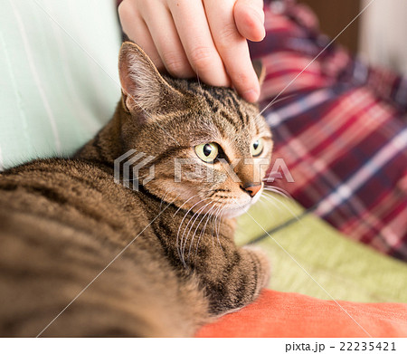 猫 22235421